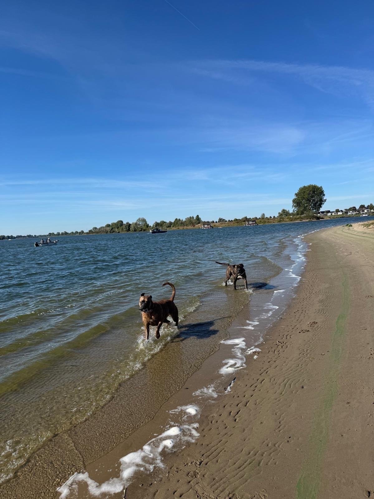 Carlijn, pet sitter in Oss, photo 2