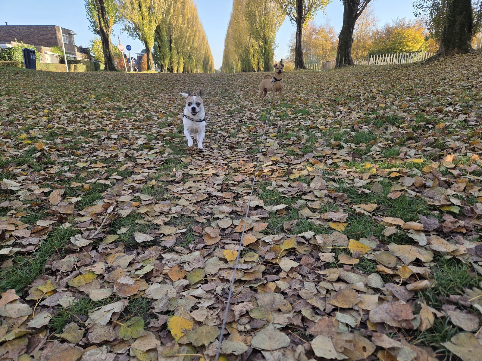 Leslie, pet sitter in Utrecht, photo 5
