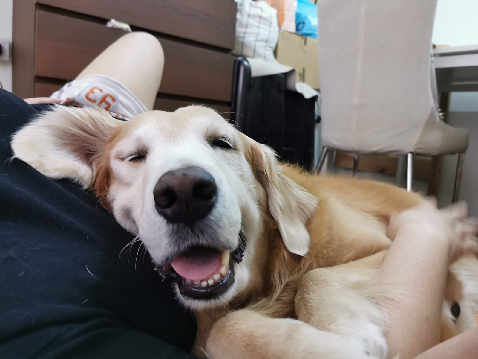 Kate, pet sitter in Arnhem, photo 1