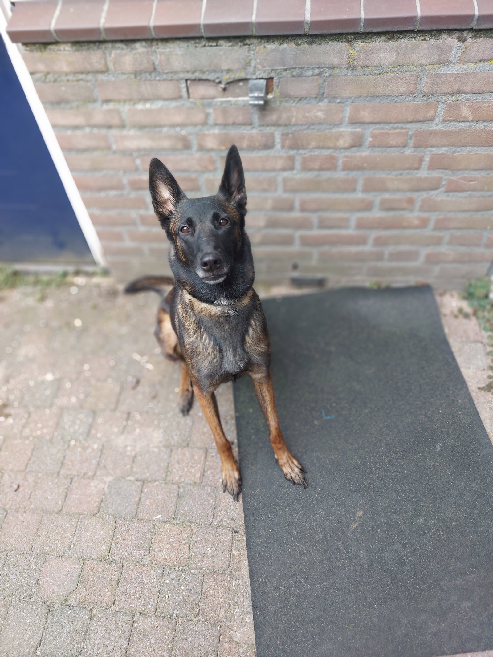 Linda, dierenoppas in Someren, foto 4