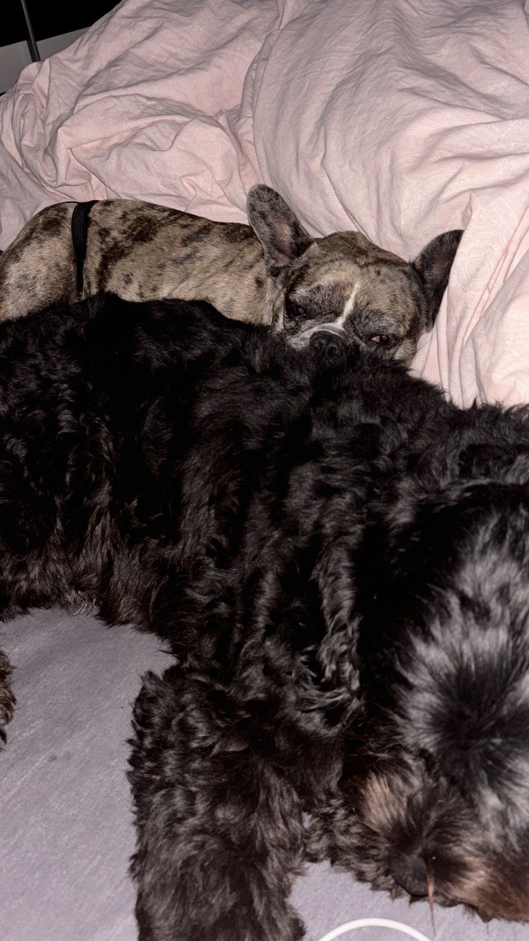 Sofia, pet sitter in Duisburg, photo 1