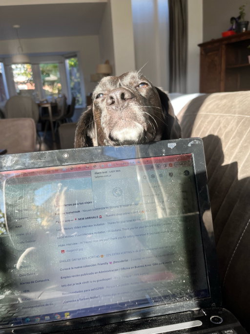 Giuliana, pet sitter in Leiden, photo 3