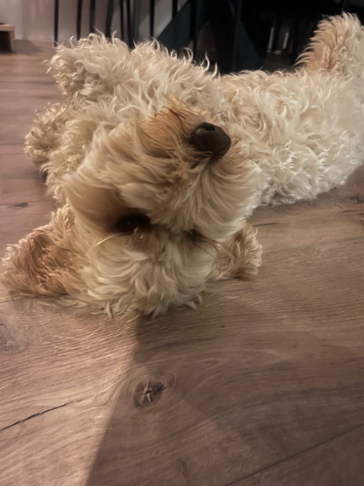Amanda, pet sitter in Papendrecht, photo 5