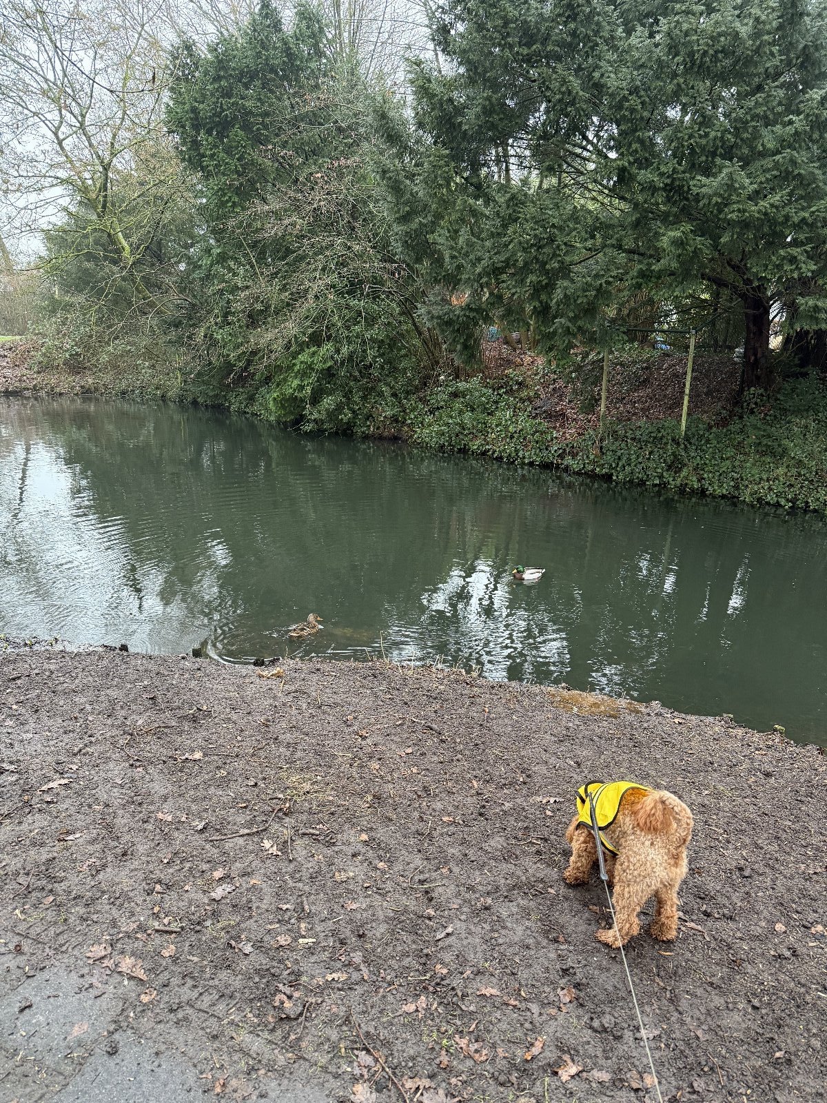Filiz, dierenoppas in Leusden, foto 3