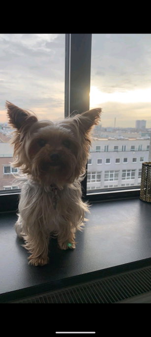 Melany, pet sitter in Rotterdam, photo 1