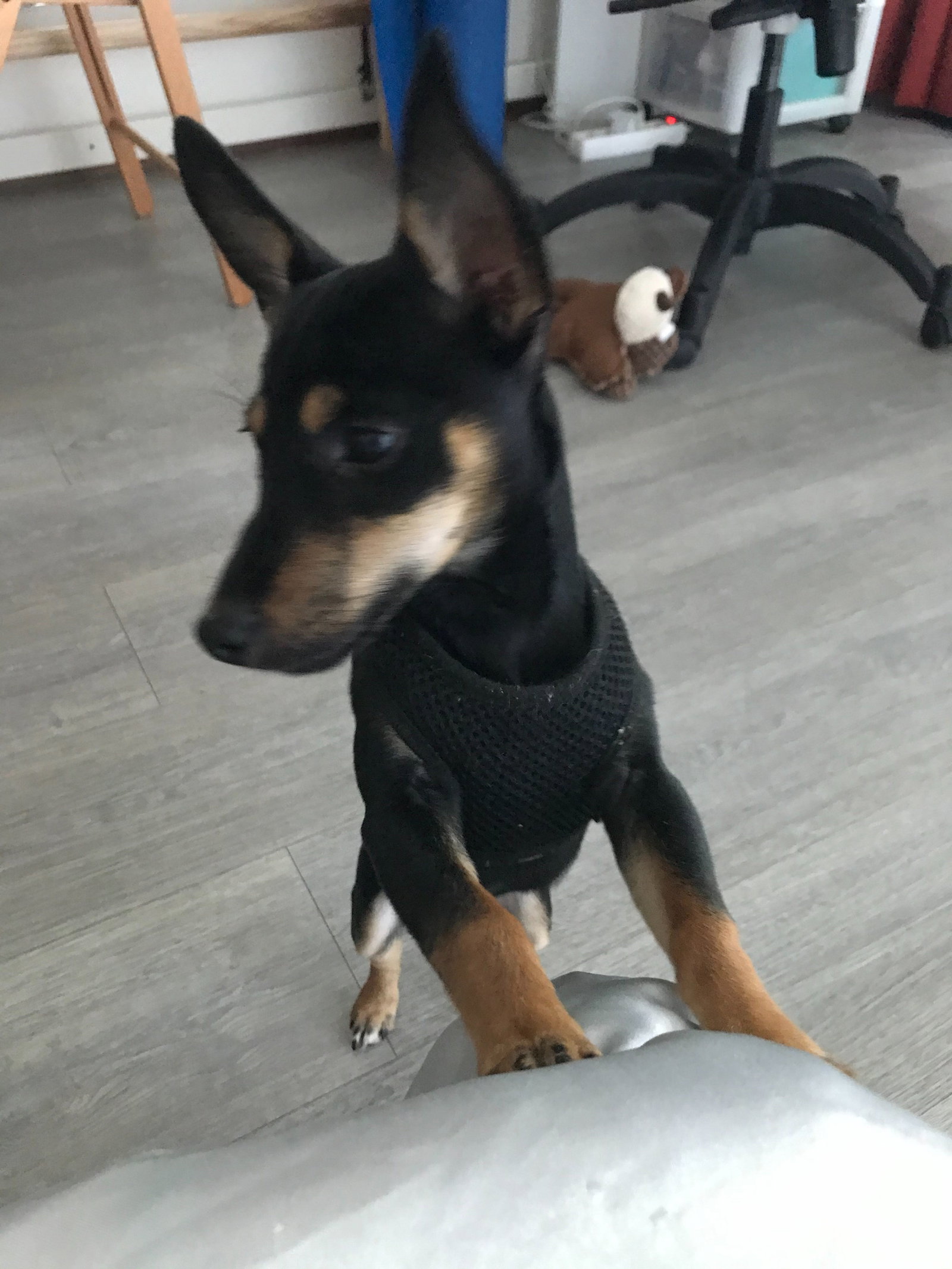 Mich, pet sitter in Amsterdam, photo 1