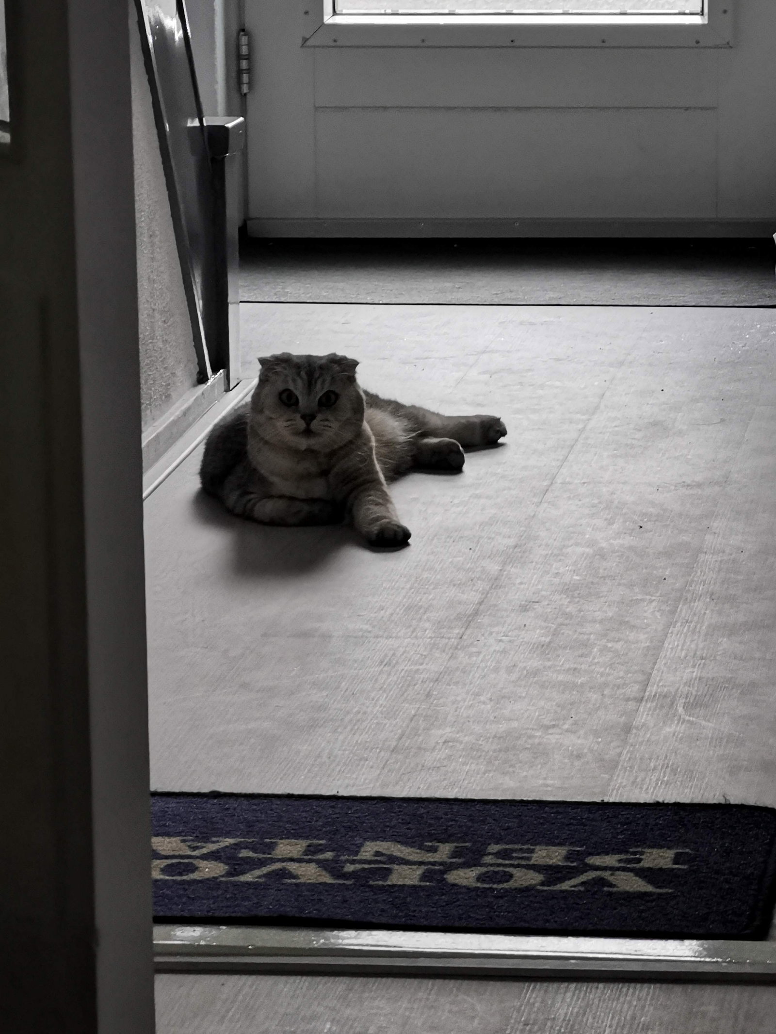 Mandy, dierenoppas in Nieuwegein, foto 1