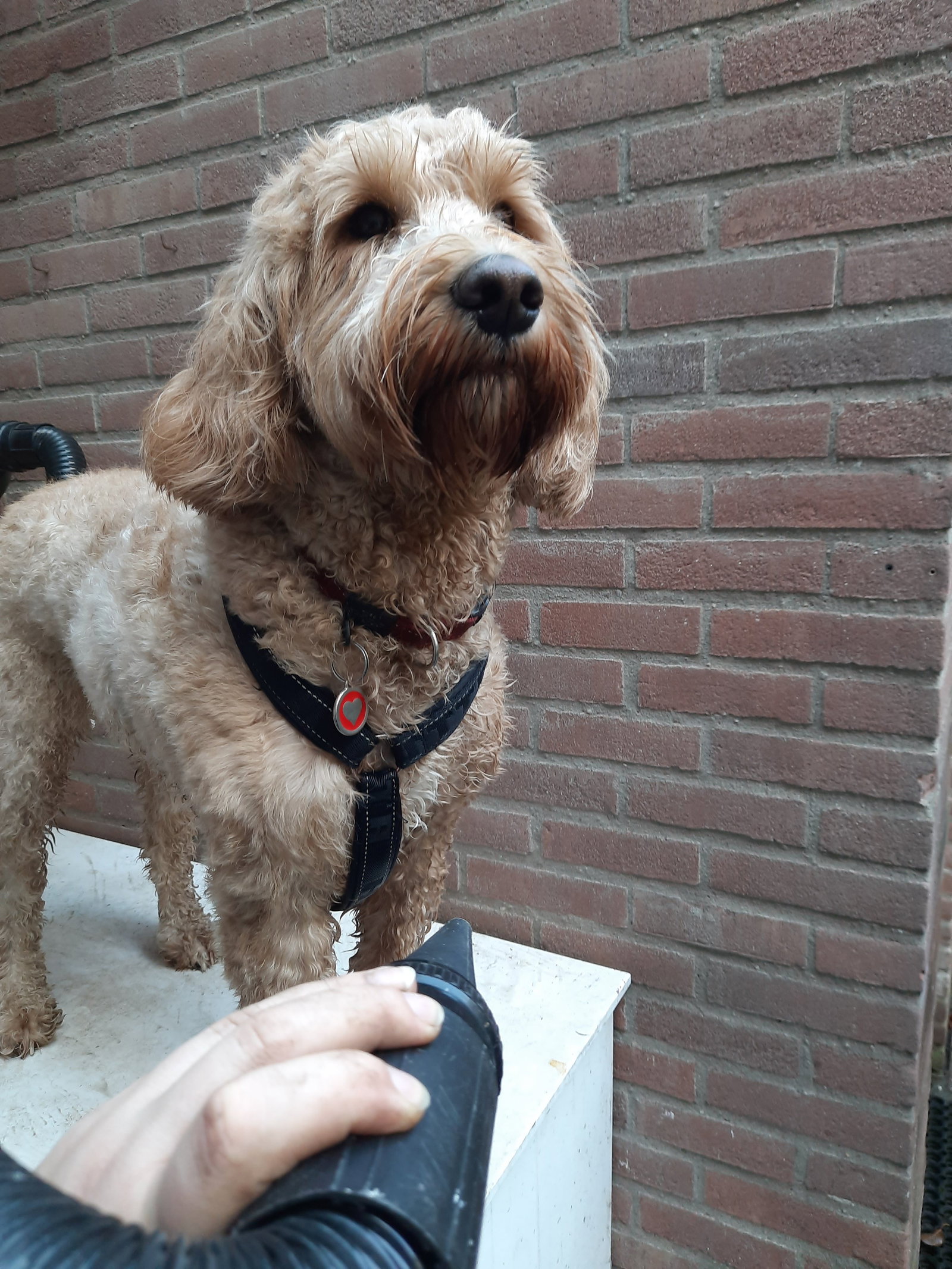 Elske, dierenoppas in Eibergen, foto 5