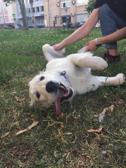 Ruslan, pet sitter in Amsterdam, photo 1