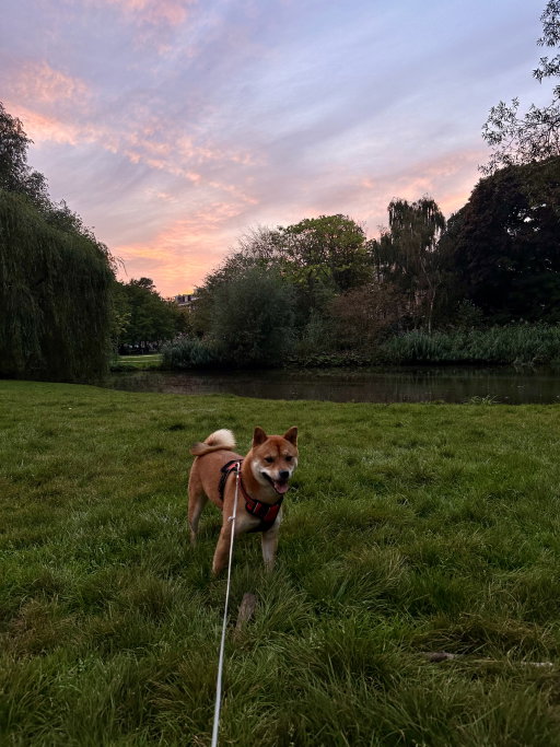 Jue, pet sitter in Almere, photo 5