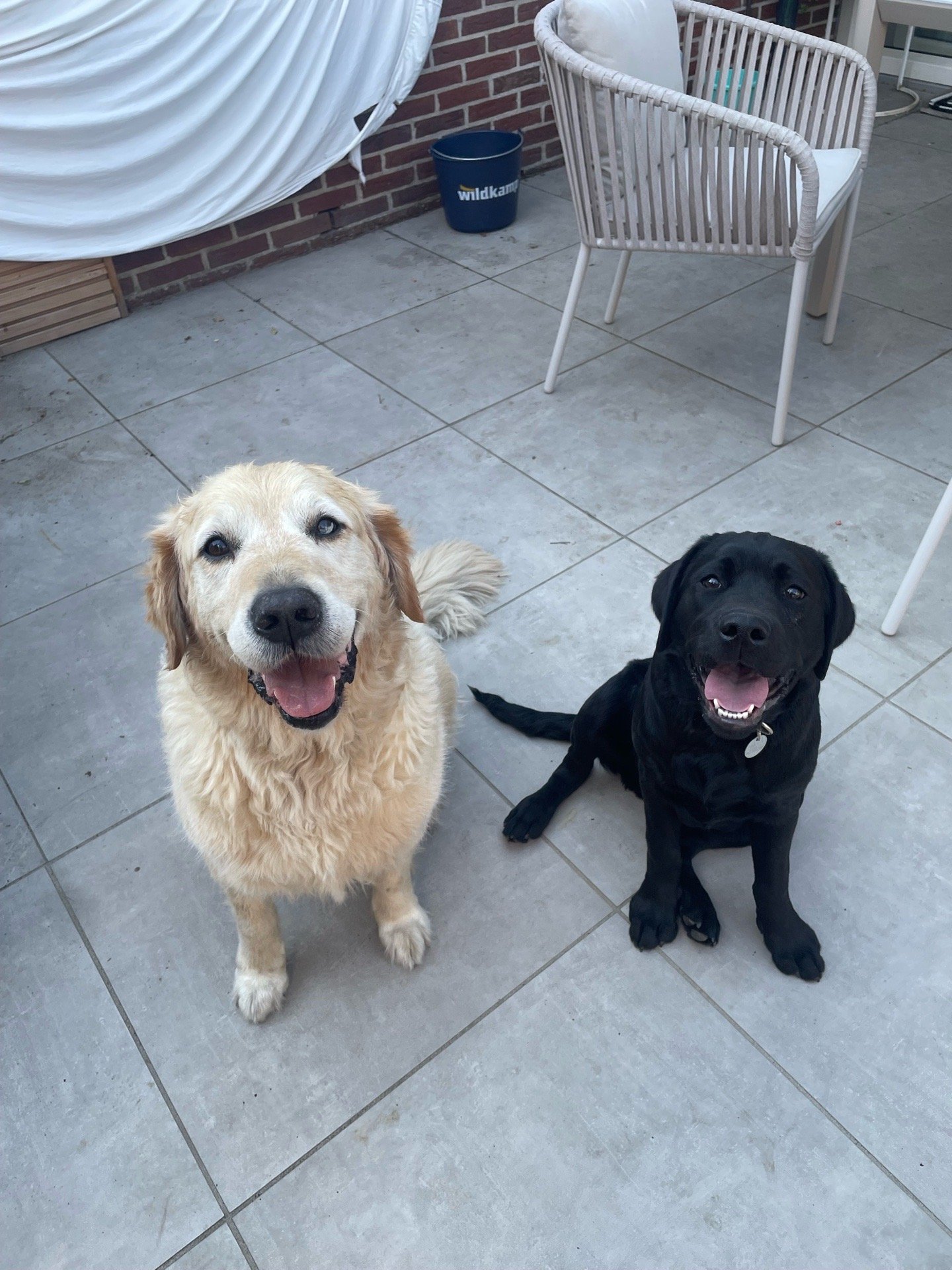 Emma, pet sitter in Bredevoort, photo 5