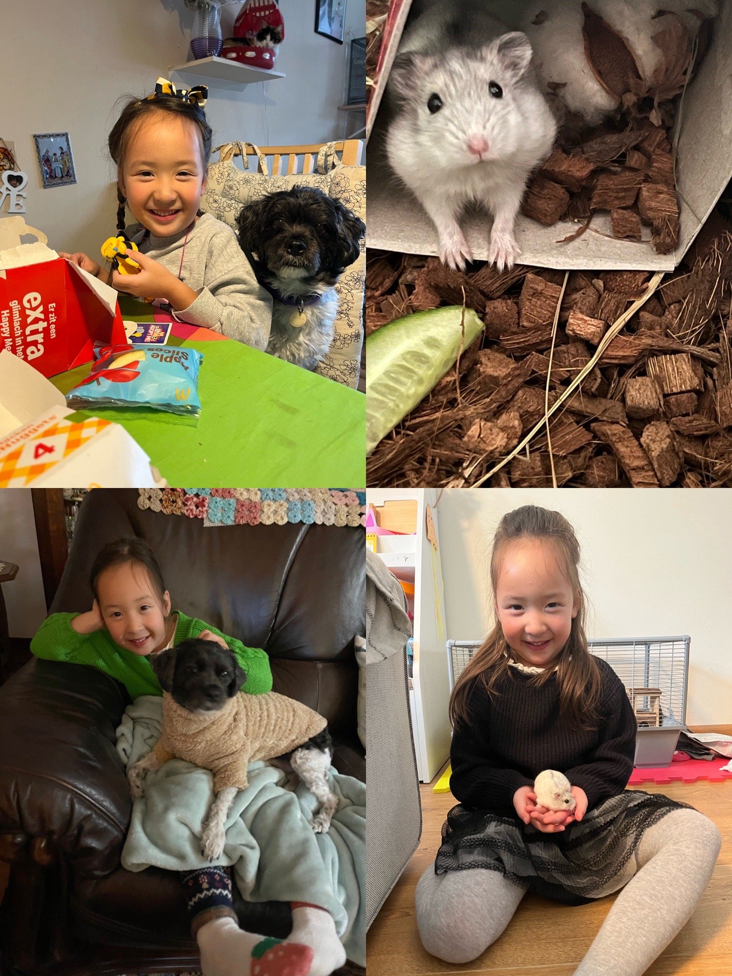 Zihan, pet sitter in 's-Gravenhage, photo 2