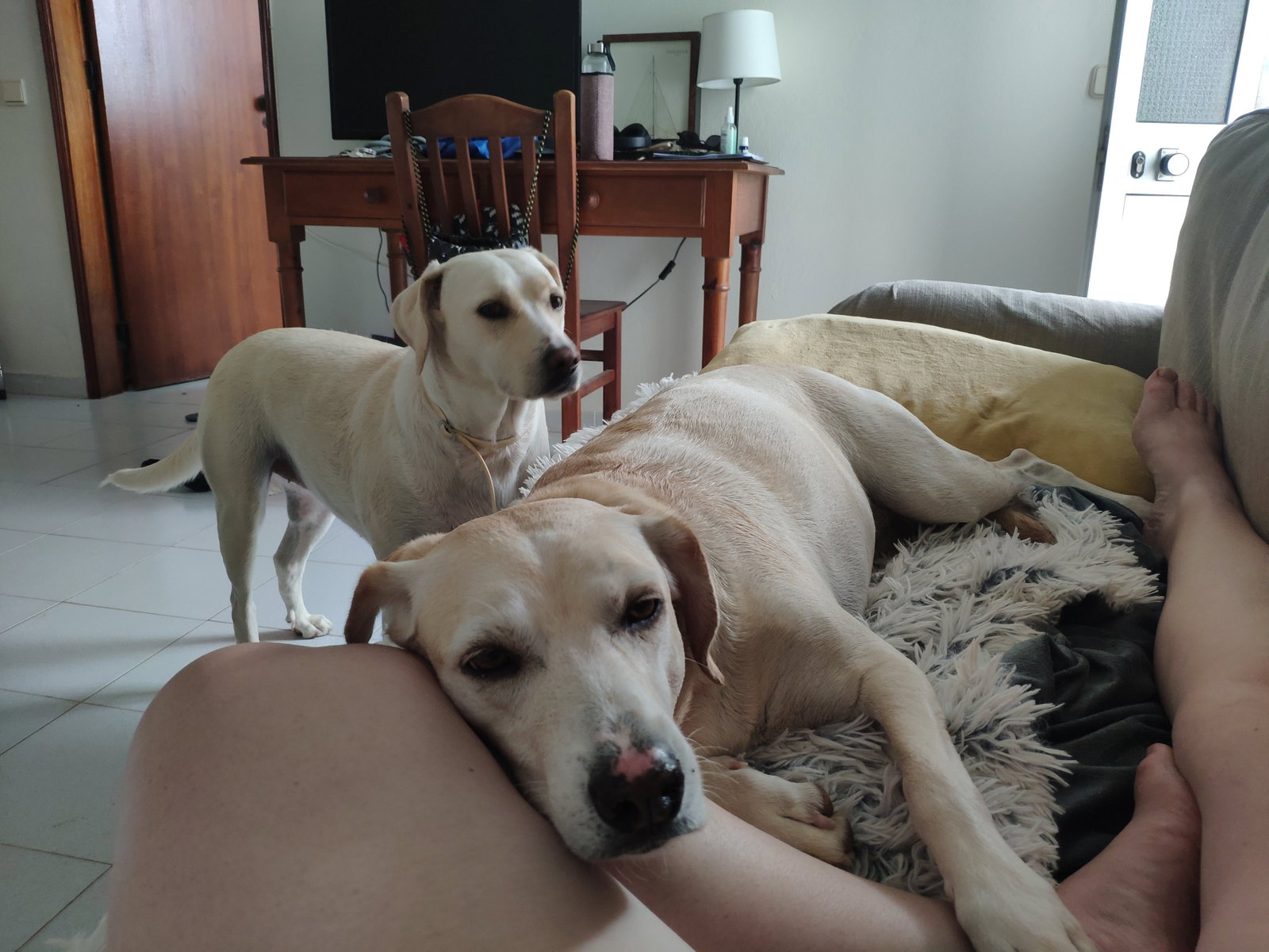 JOANNA, pet sitter in Nijmegen, photo 5