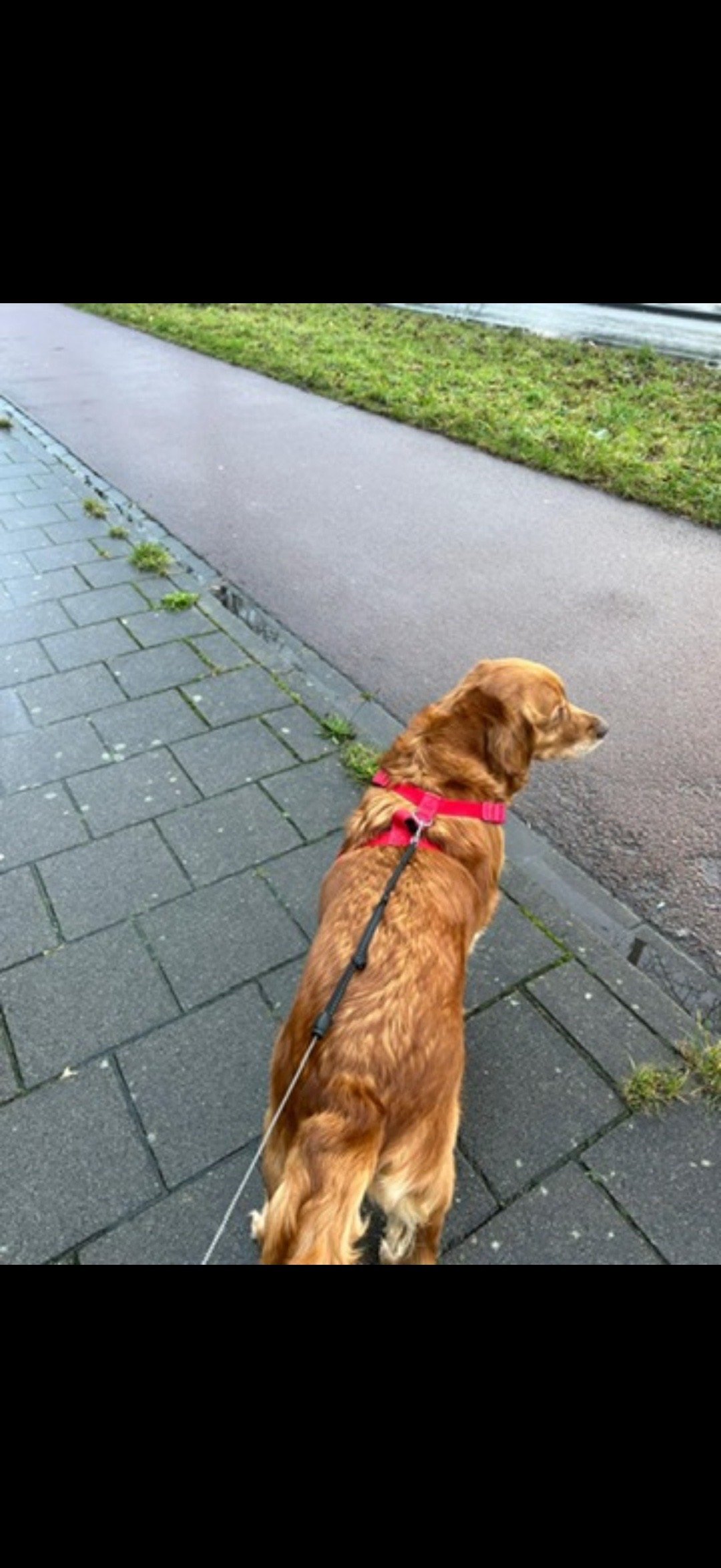 giulia, pet sitter in Amsterdam, photo 3