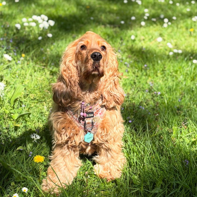 Jasmin, pet sitter in Huizen, photo 2