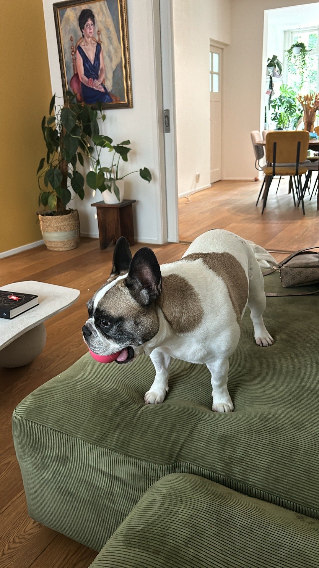 Elisabetta, pet sitter in Amsterdam, photo 4