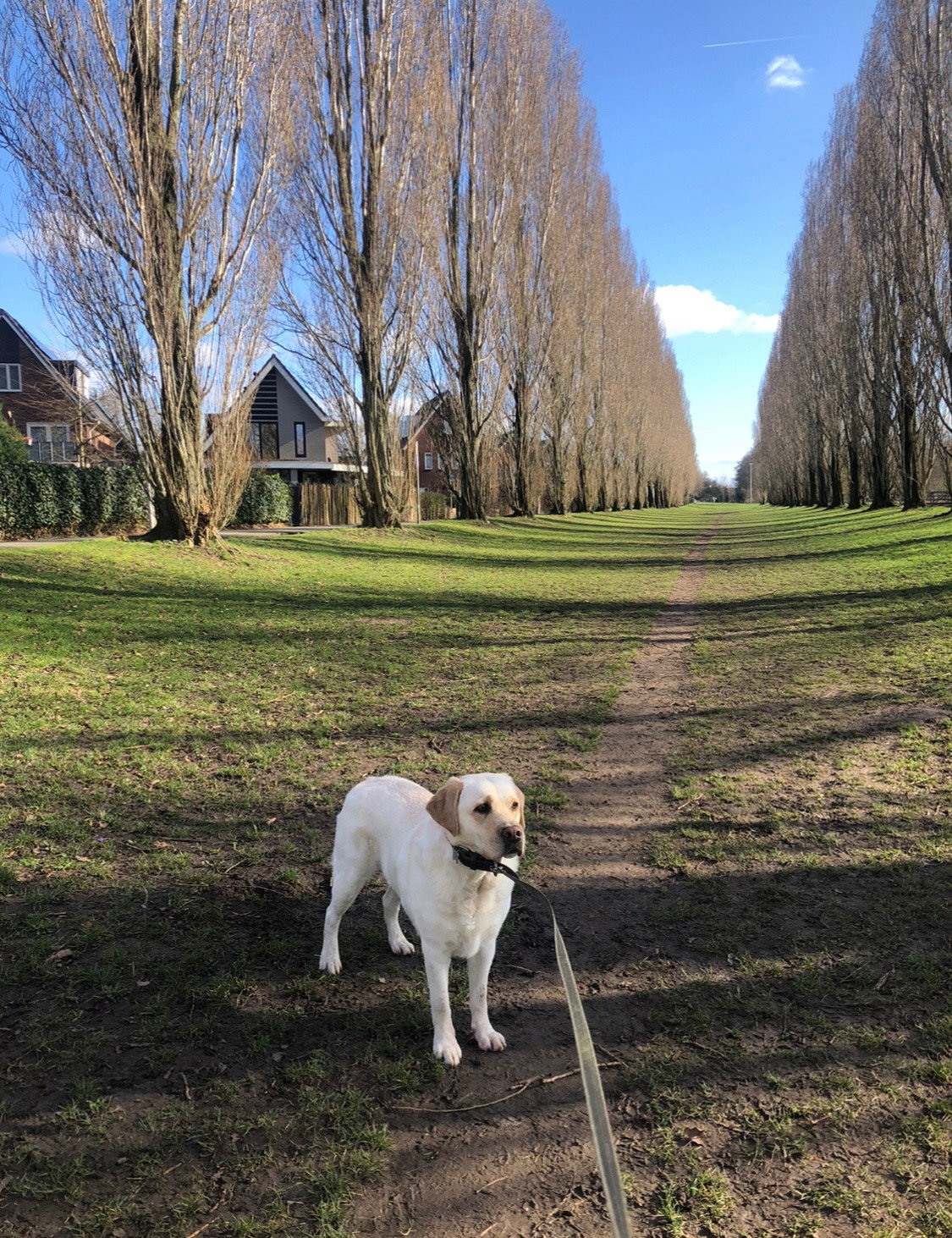 Eefje, pet sitter in Utrecht, photo 4
