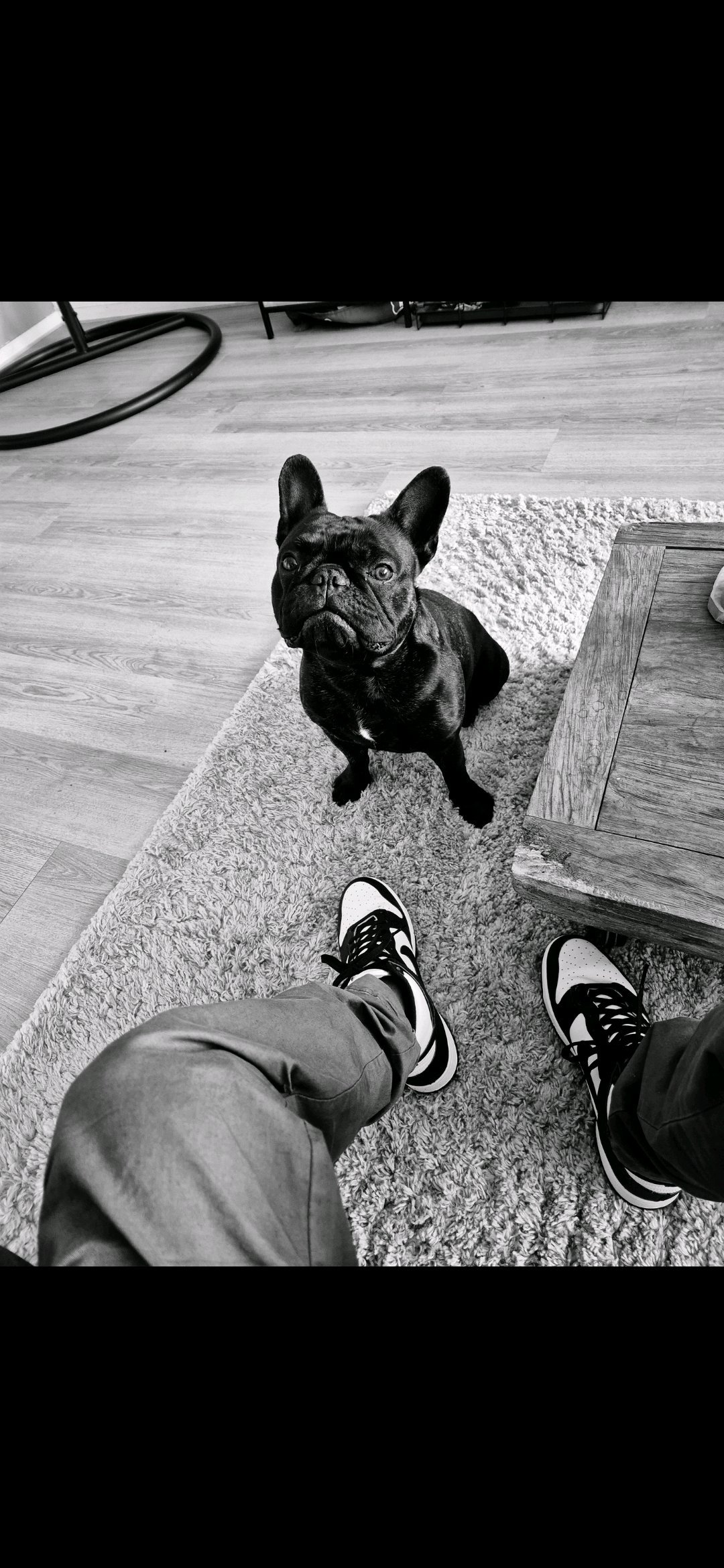 Yannick, pet sitter in Zaandam, photo 3