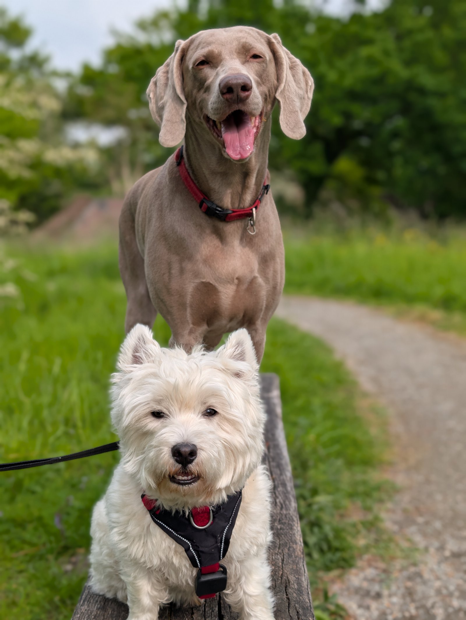 Danilo, pet sitter in Nieuwegein , photo 2