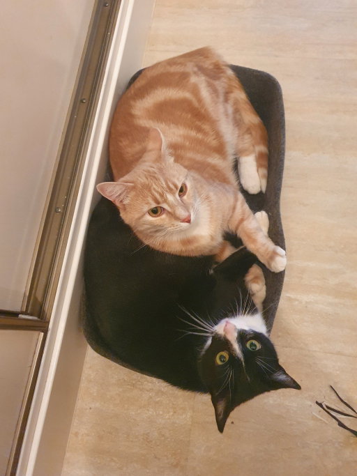 Bo, pet sitter in Rotterdam, photo 2