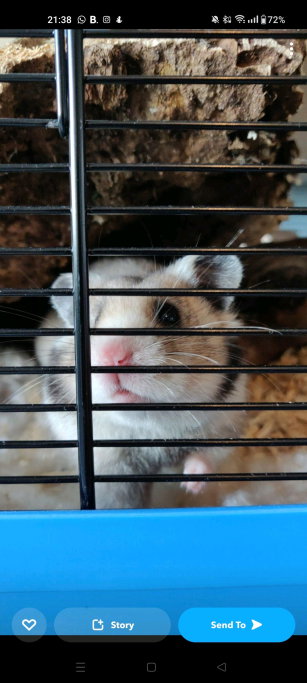 Anne, pet sitter in 's-Gravenhage, photo 5