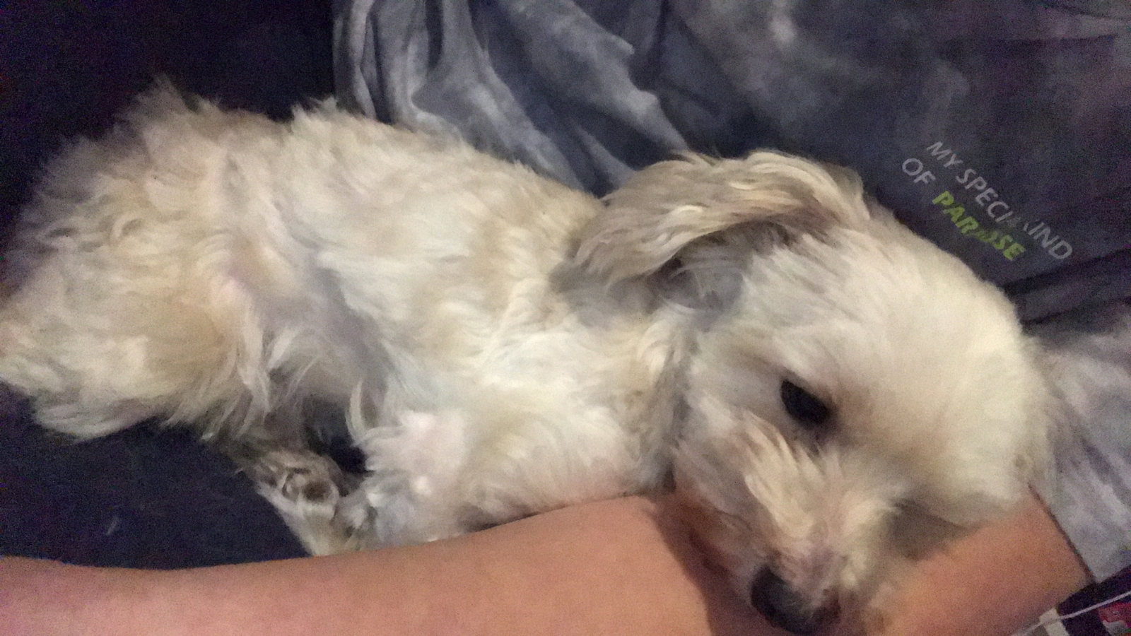 Serane, pet sitter in Haarlem, photo 2