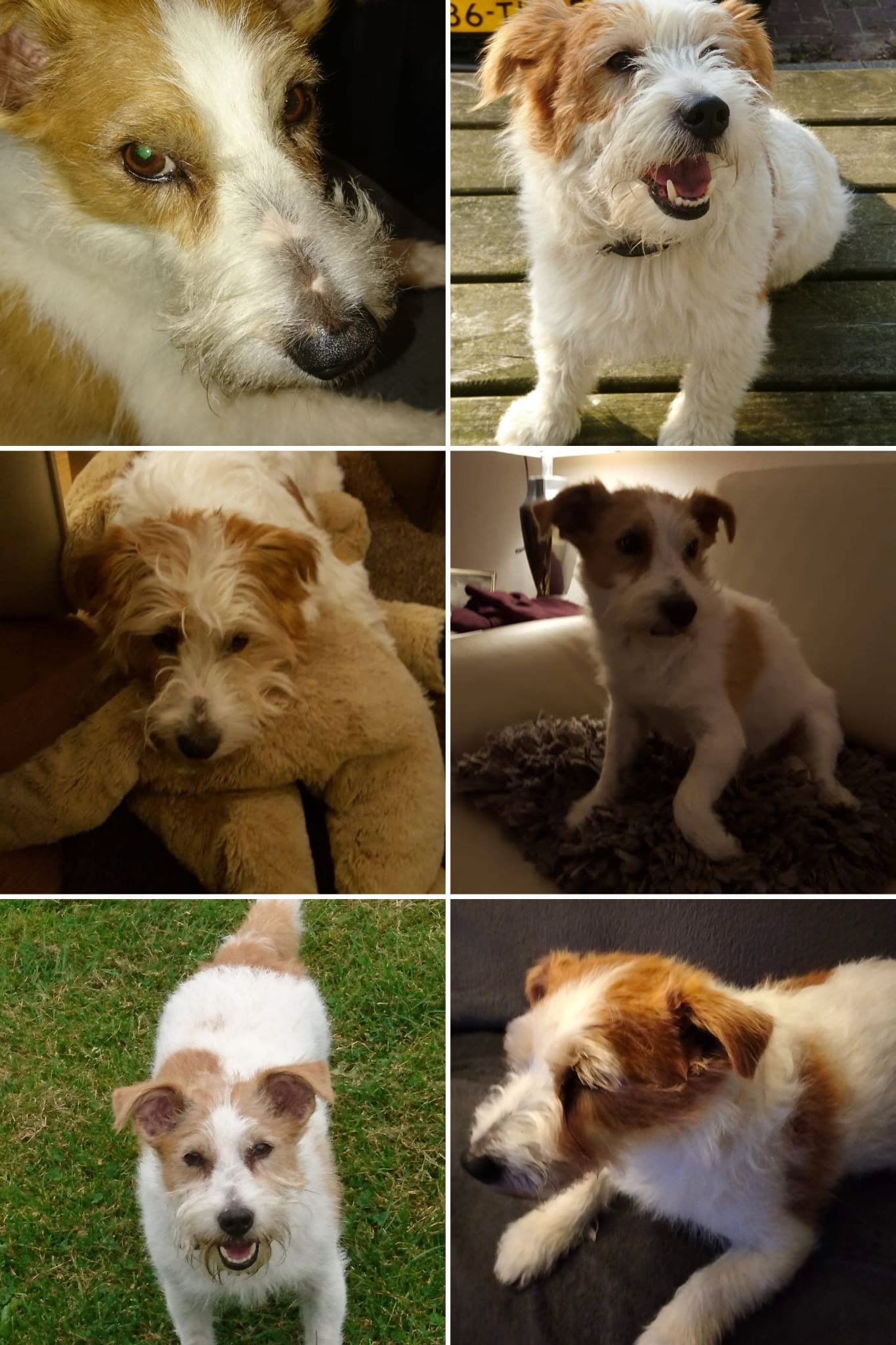 Erik, pet sitter in Rotterdam, photo 2