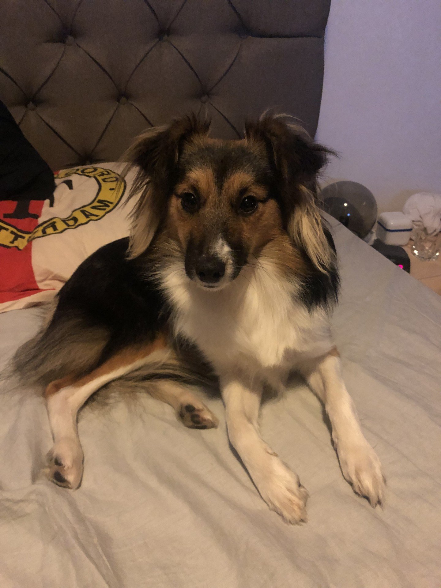 Ronald, pet sitter in Hillegom, photo 2