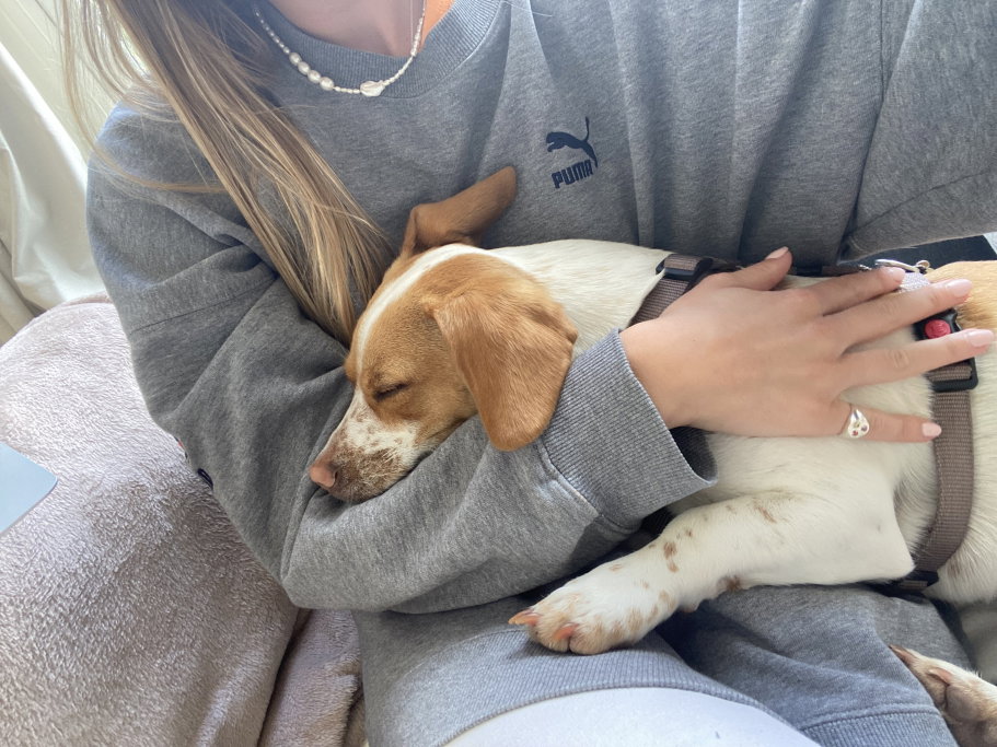 Lota, pet sitter in Amsterdam, photo 4