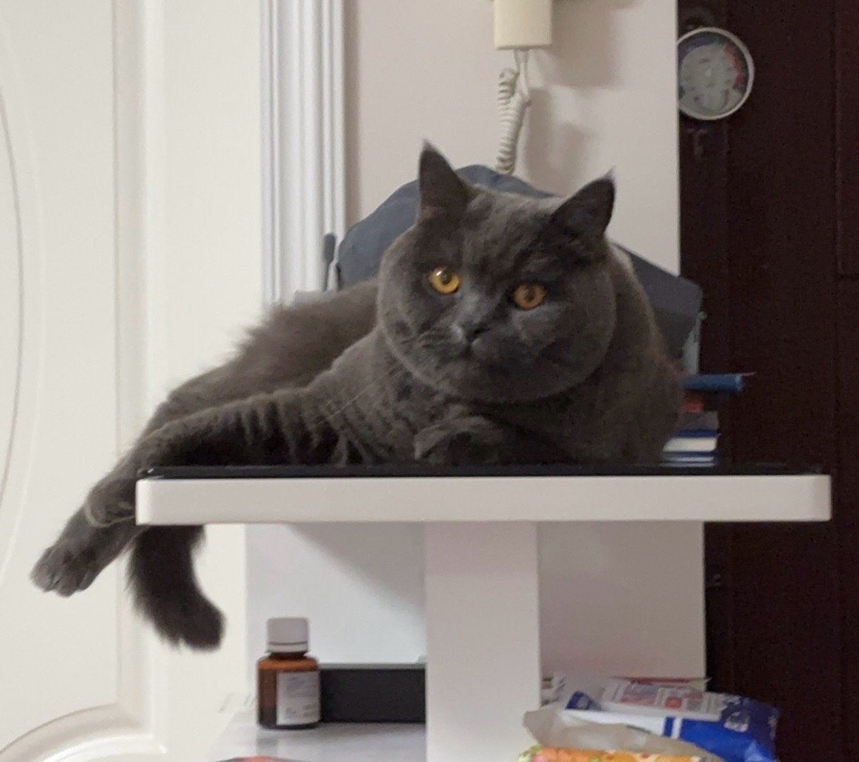 Xiaobing, pet sitter in Amsterdam, photo 4