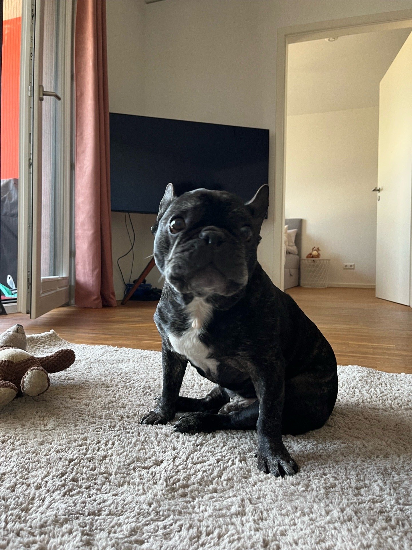 Anja, Tiersitter in Hamburg, Foto 3
