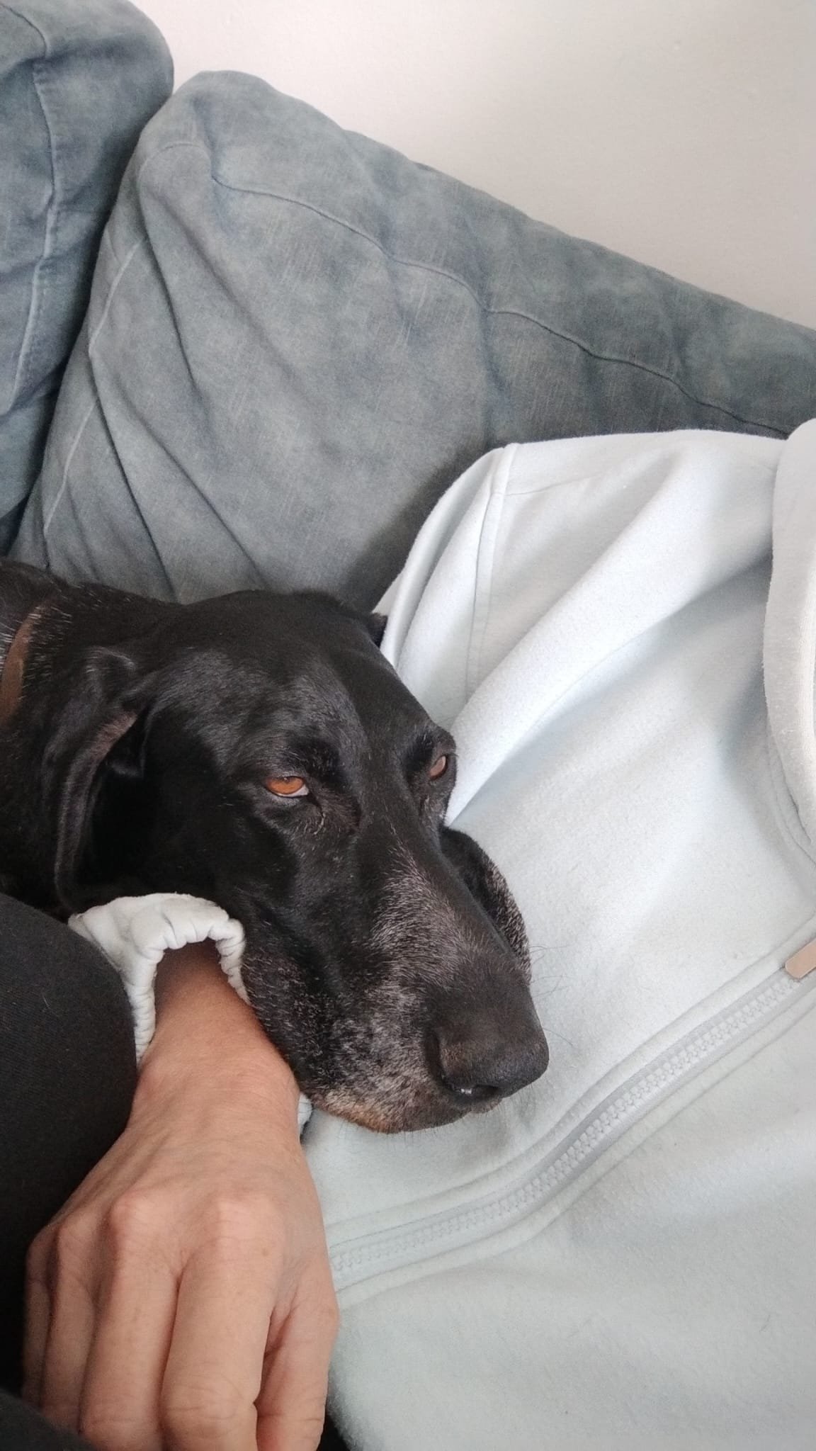 Sietske, dierenoppas in Tilburg, foto 2