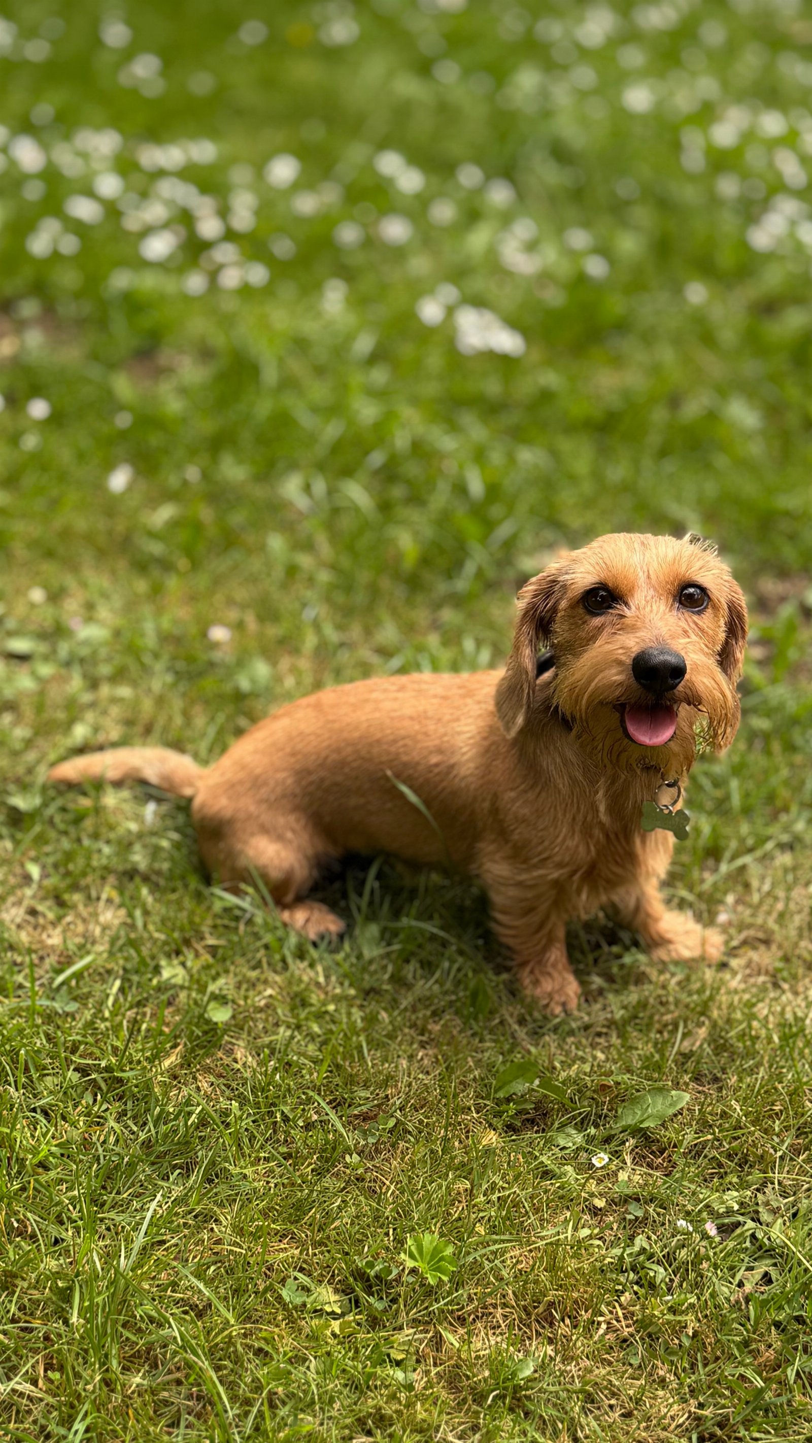 Holger, pet sitter in Planegg, photo 1