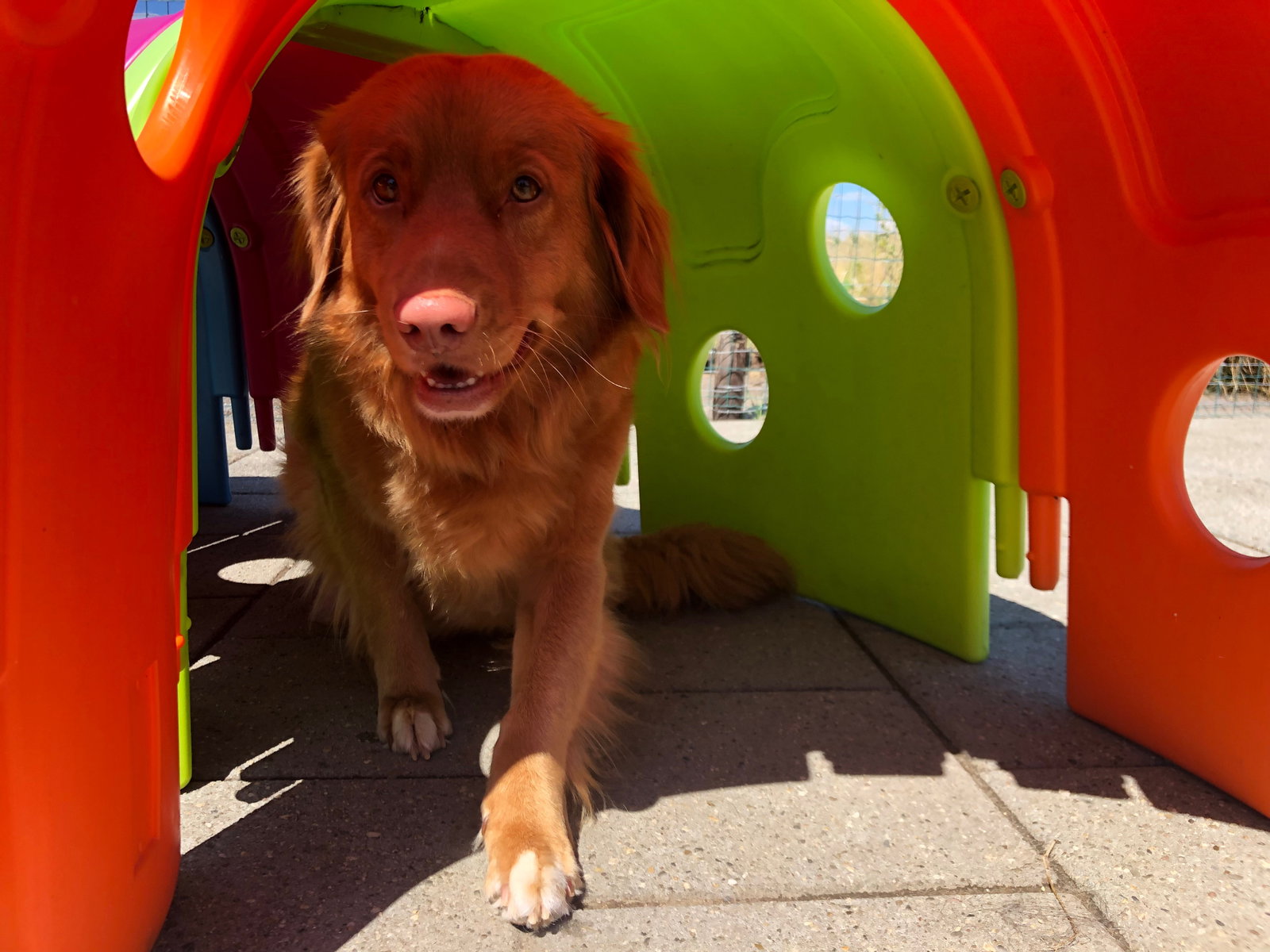Simone, pet sitter in Kelpen-Oler, photo 1