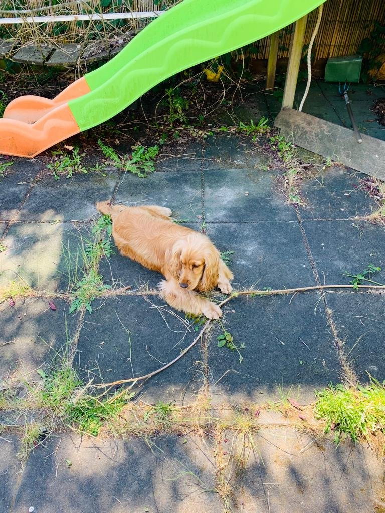 Pratyaksh, pet sitter in Delft, photo 1