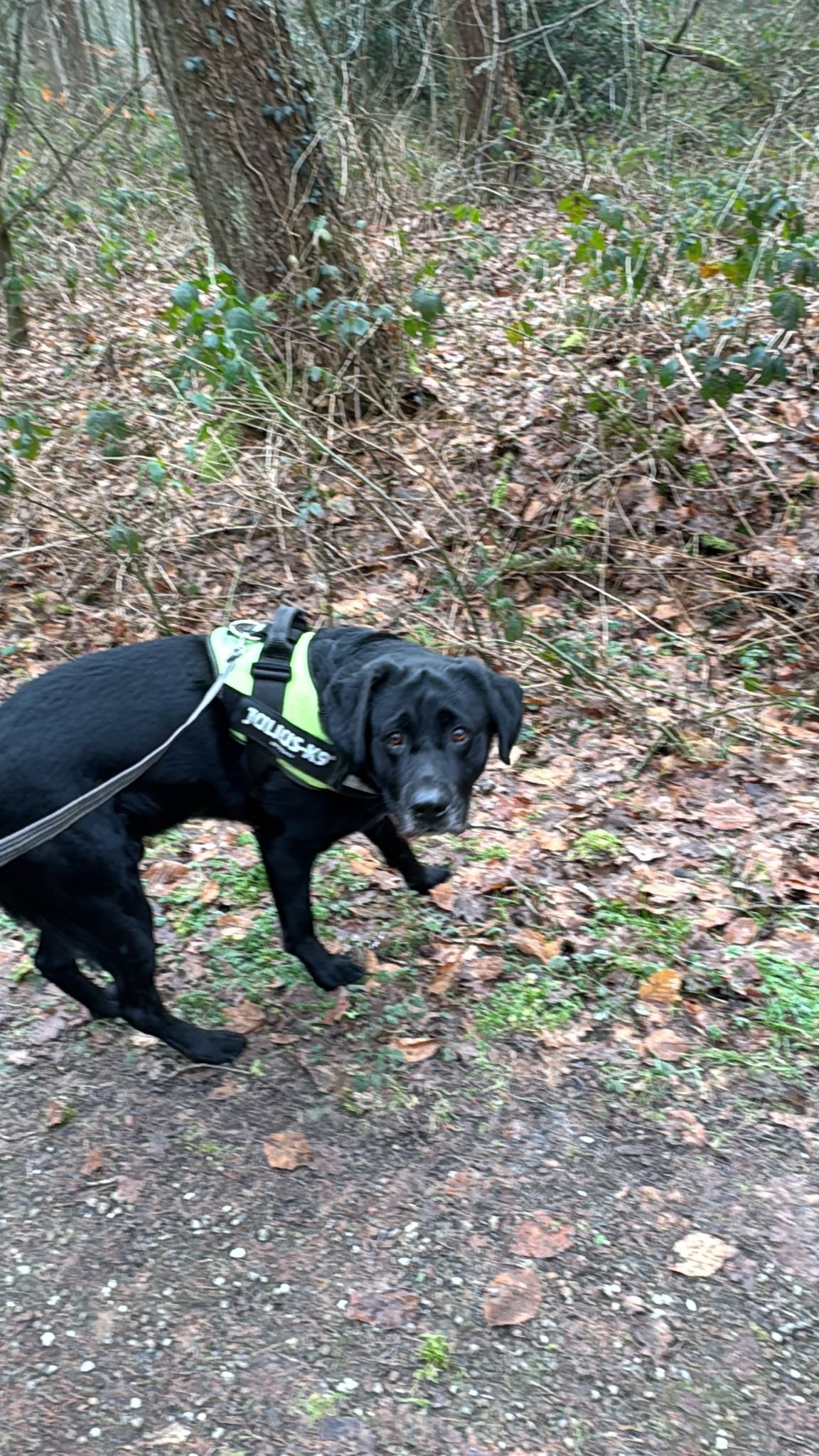 Yvon, pet sitter in Enschede, photo 3