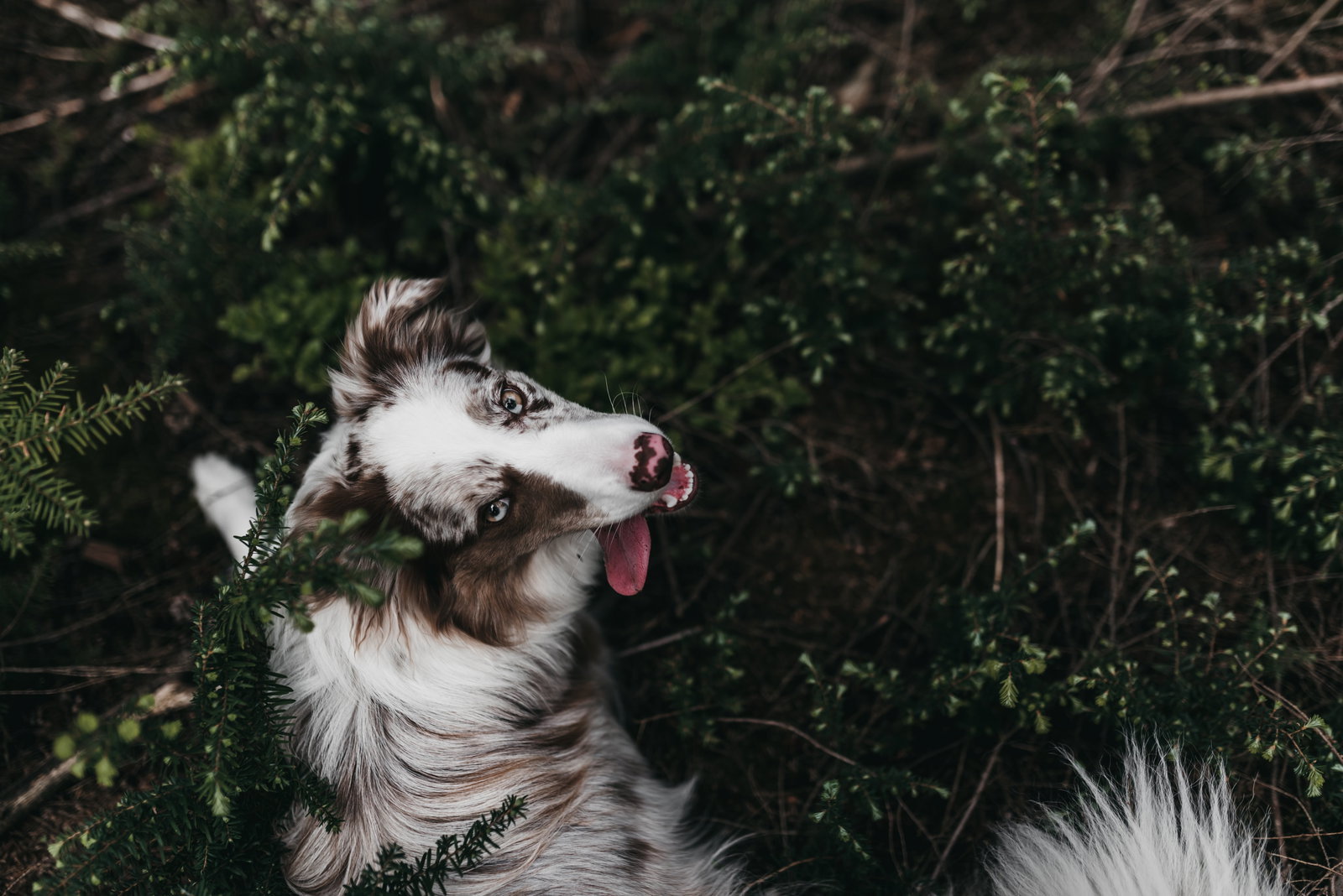 Sharon, pet sitter in Ter Aar, photo 2