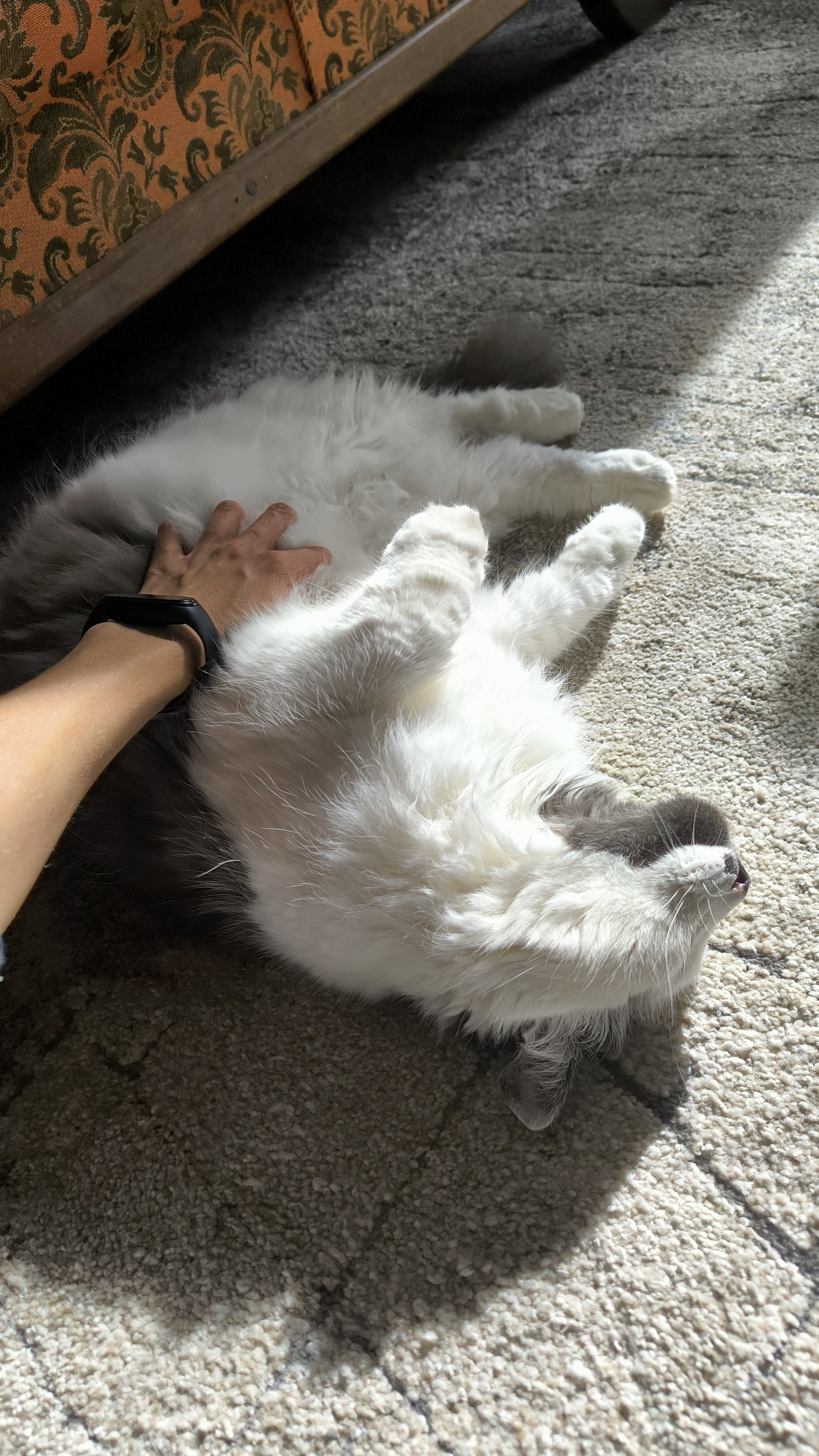 Kateryna, pet sitter in Frankfurt Am Main, photo 2