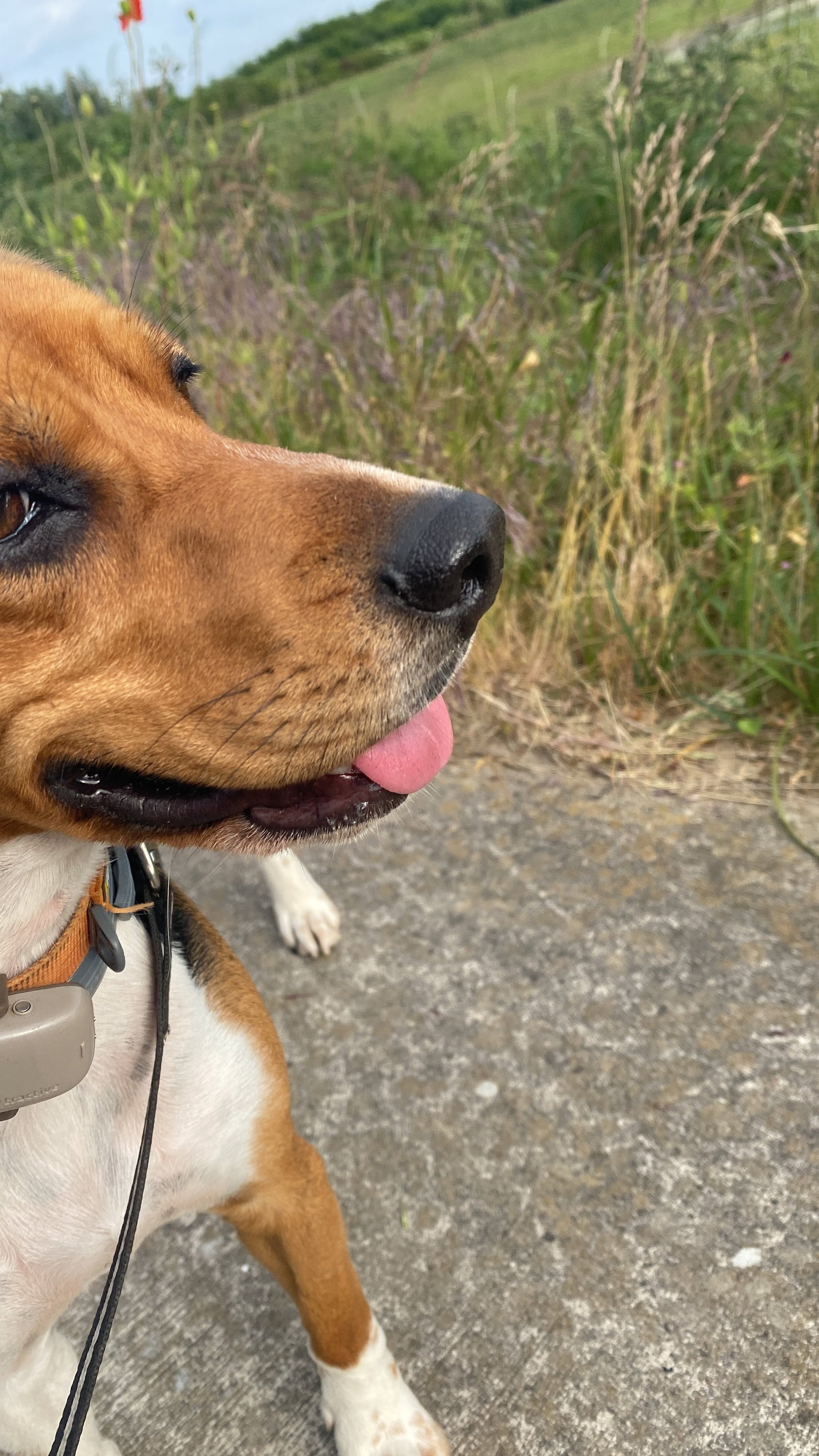 Shishi, pet sitter in Arnhem, photo 5