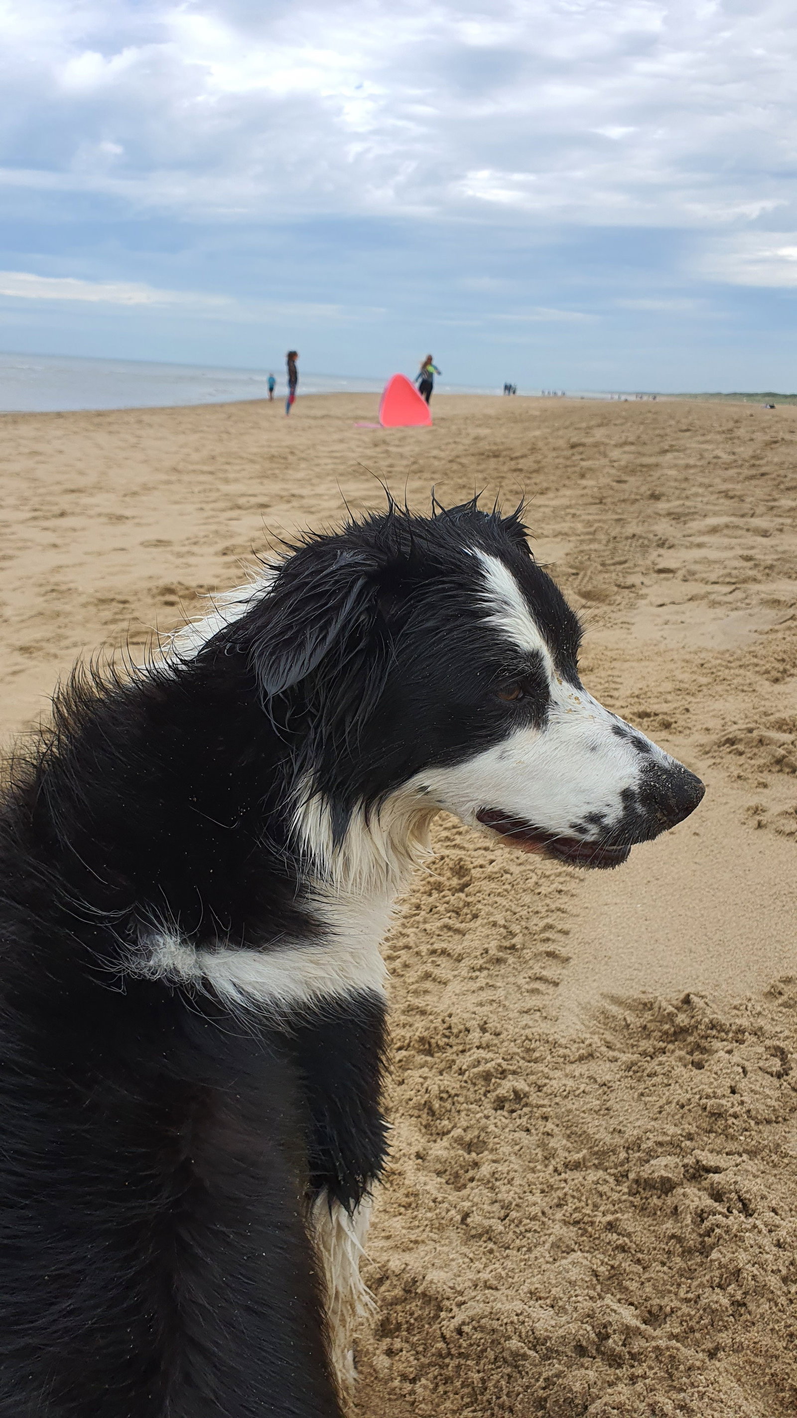 Filine, pet sitter in Voorburg, photo 1