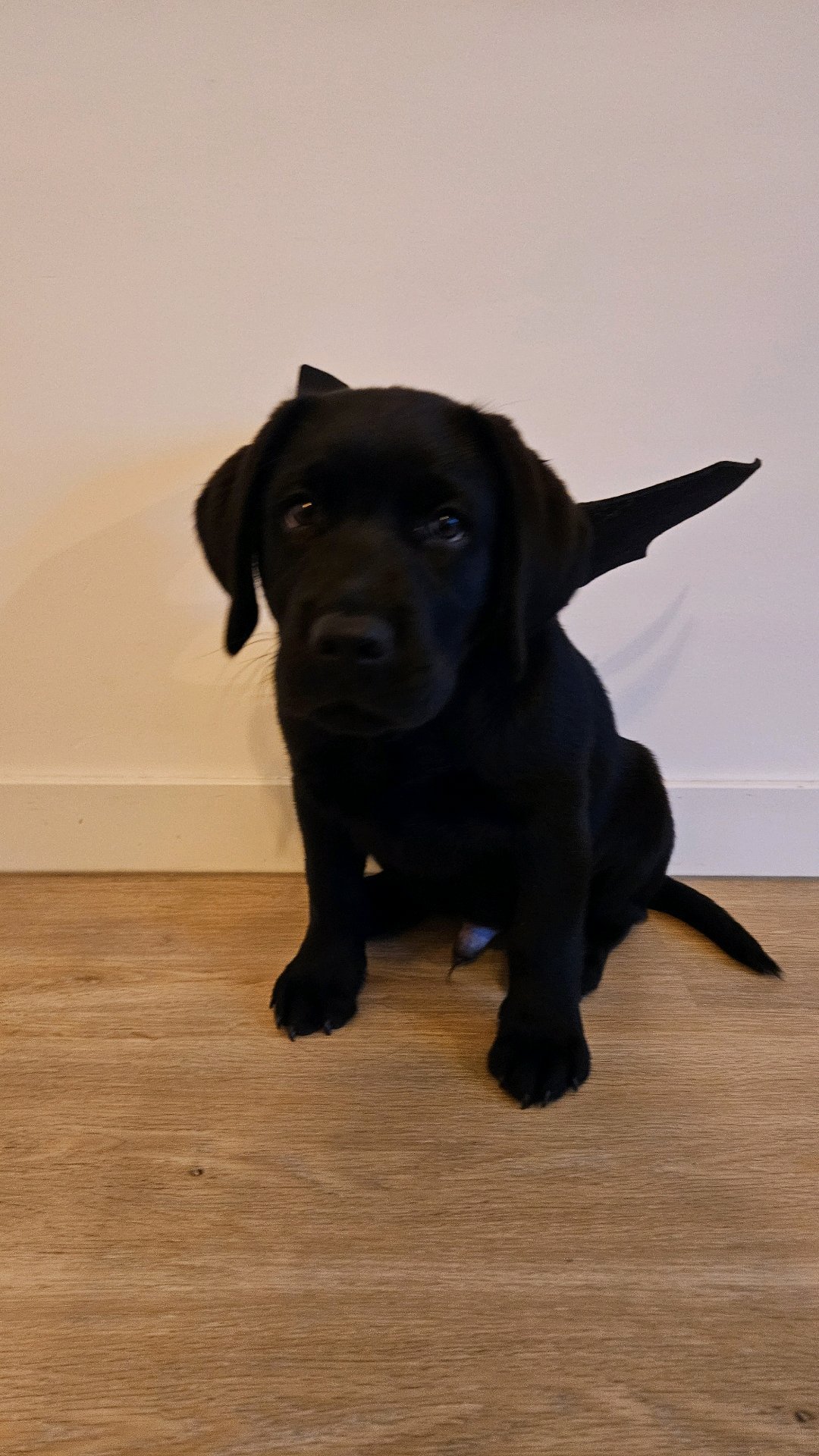 Bruna, pet sitter in Amsterdam, photo 4