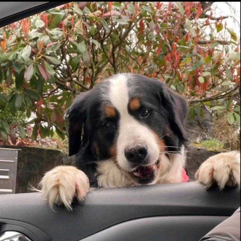 Franziska, pet sitter in Rösrath, photo 2