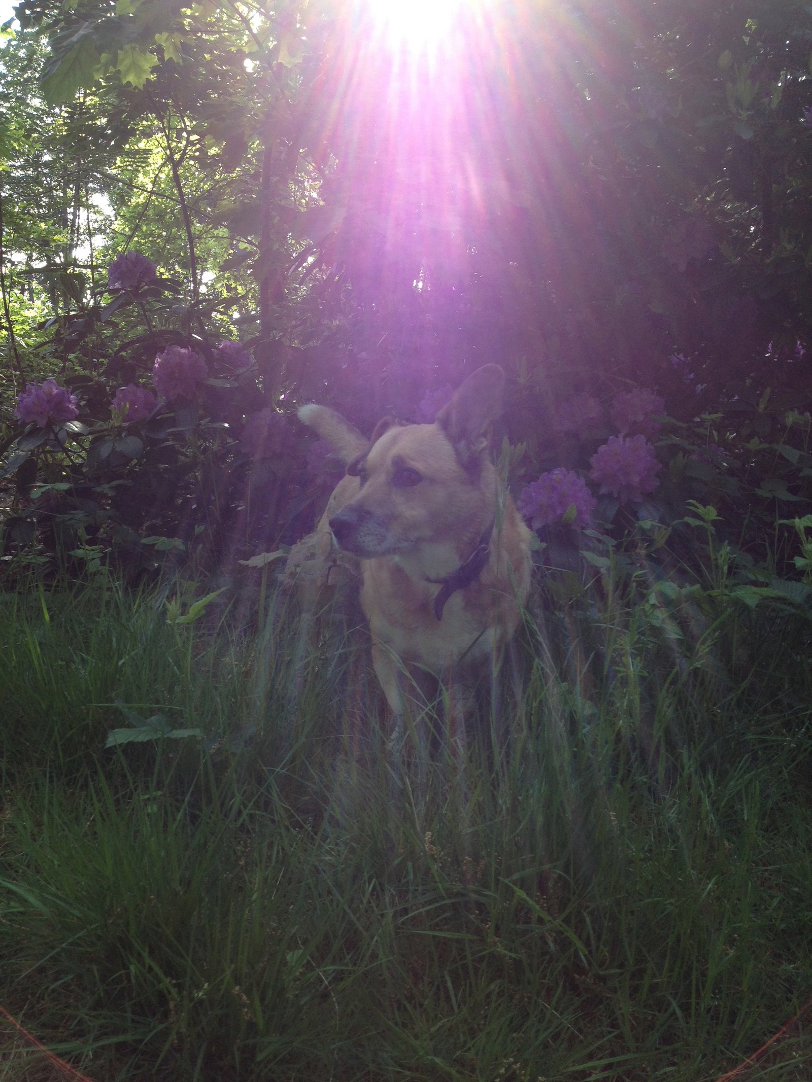Jennyta, dierenoppas in Ede, foto 5