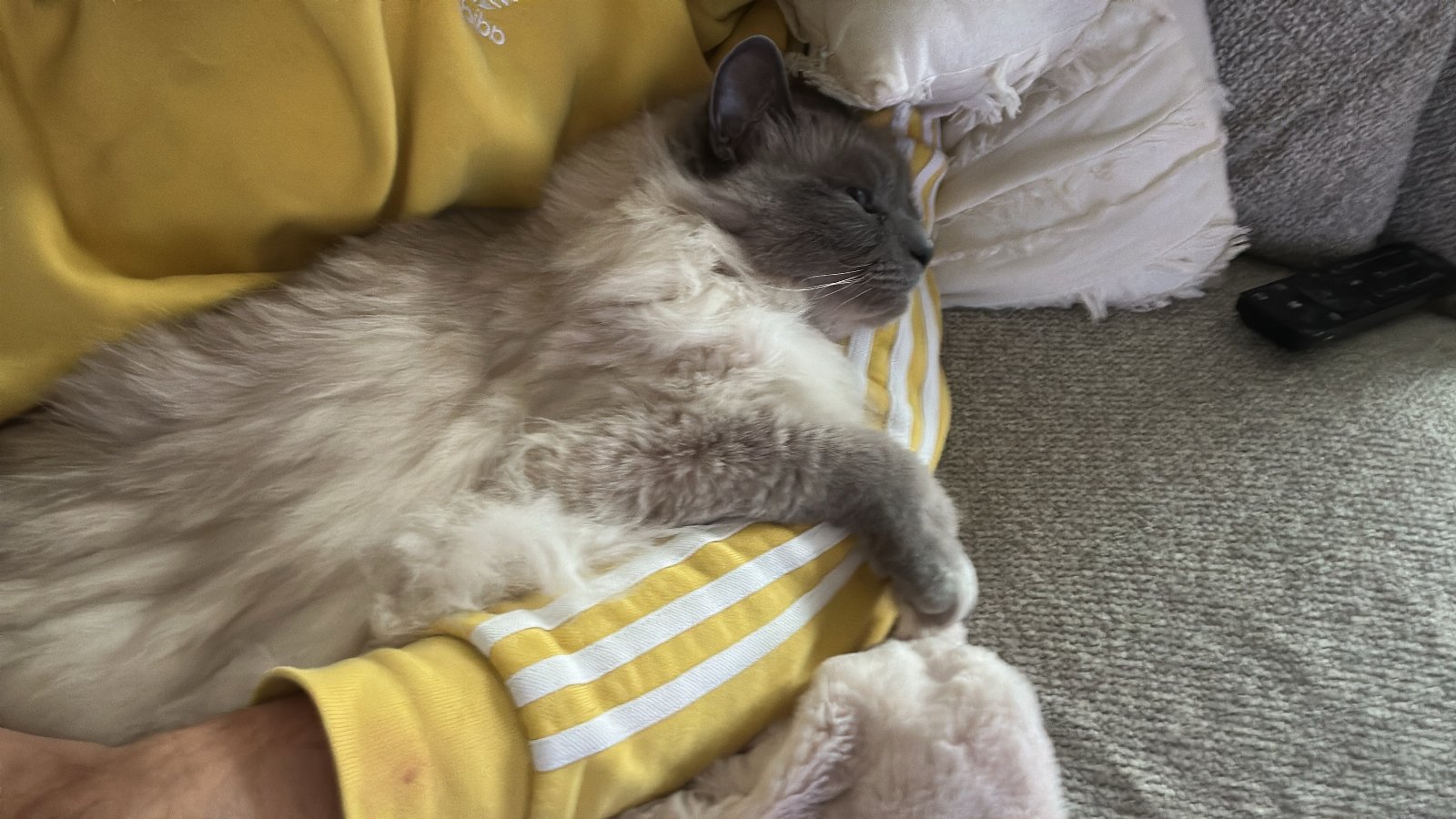 Mike, pet sitter in Tilburg, photo 3