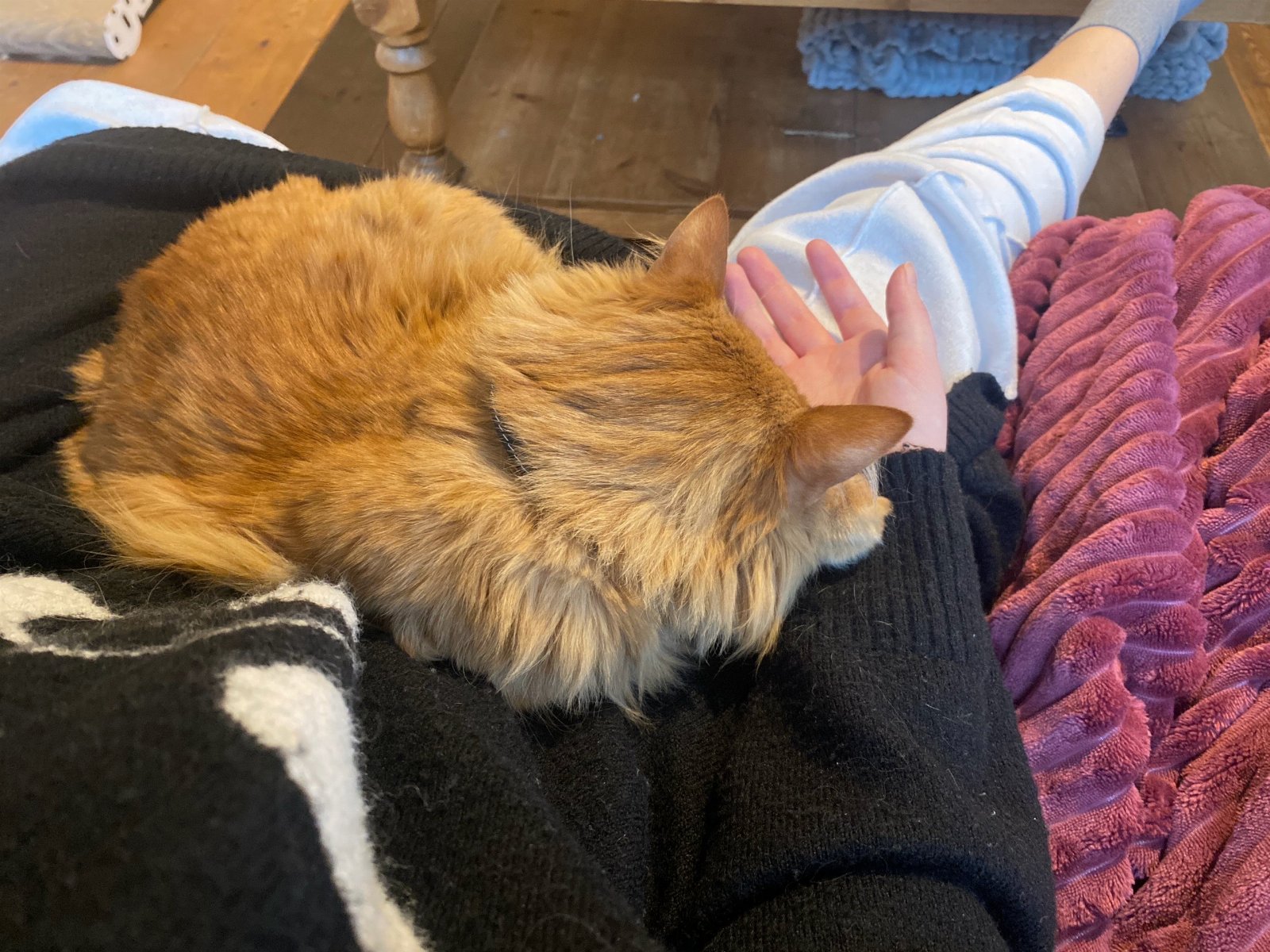 Nicole, pet sitter in Amsterdam, photo 1