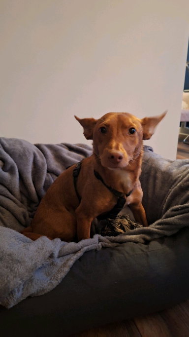 Christy, pet sitter in Dordrecht, photo 5