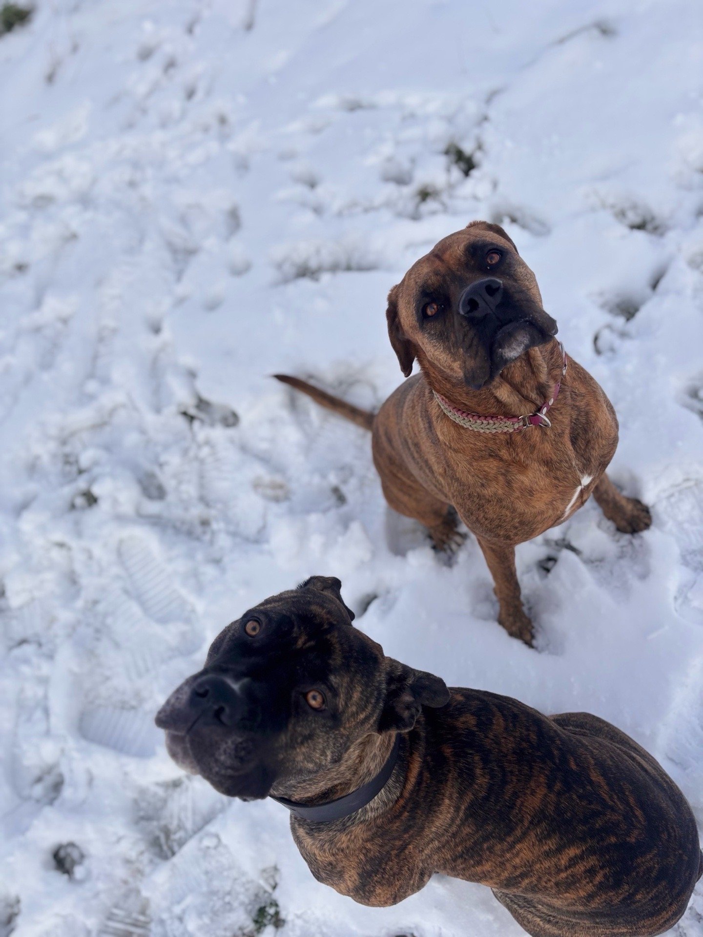 Carlijn, pet sitter in Oss, photo 3