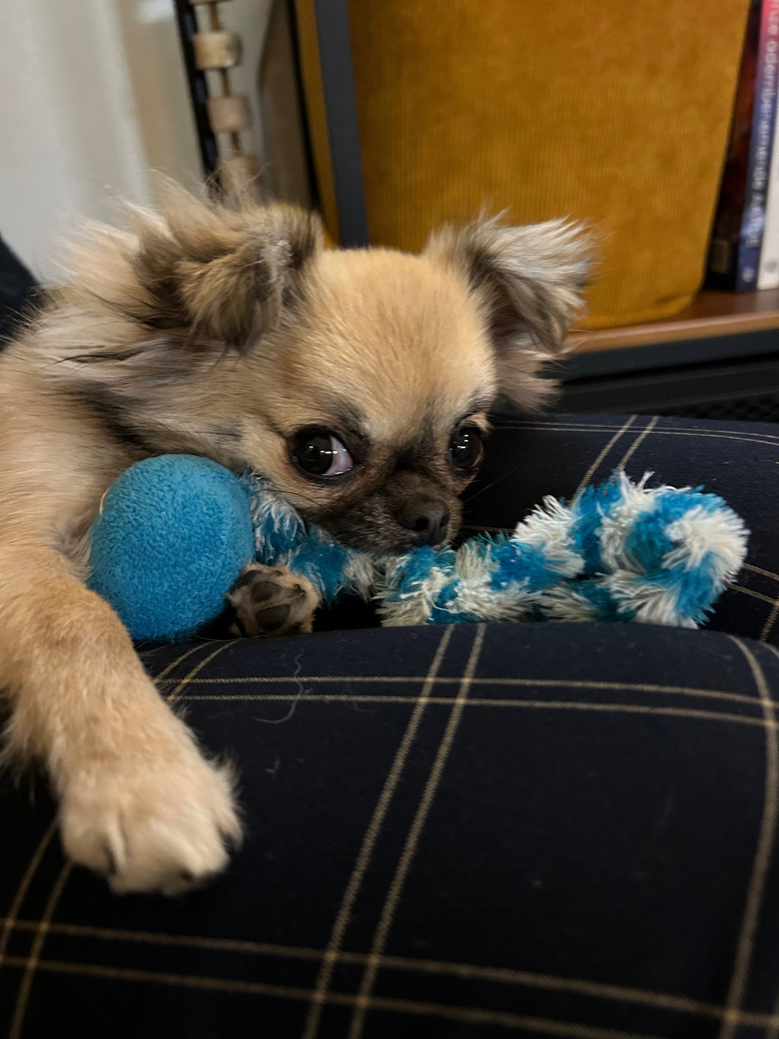 Eleonora, pet sitter in 's-Gravenhage, photo 2