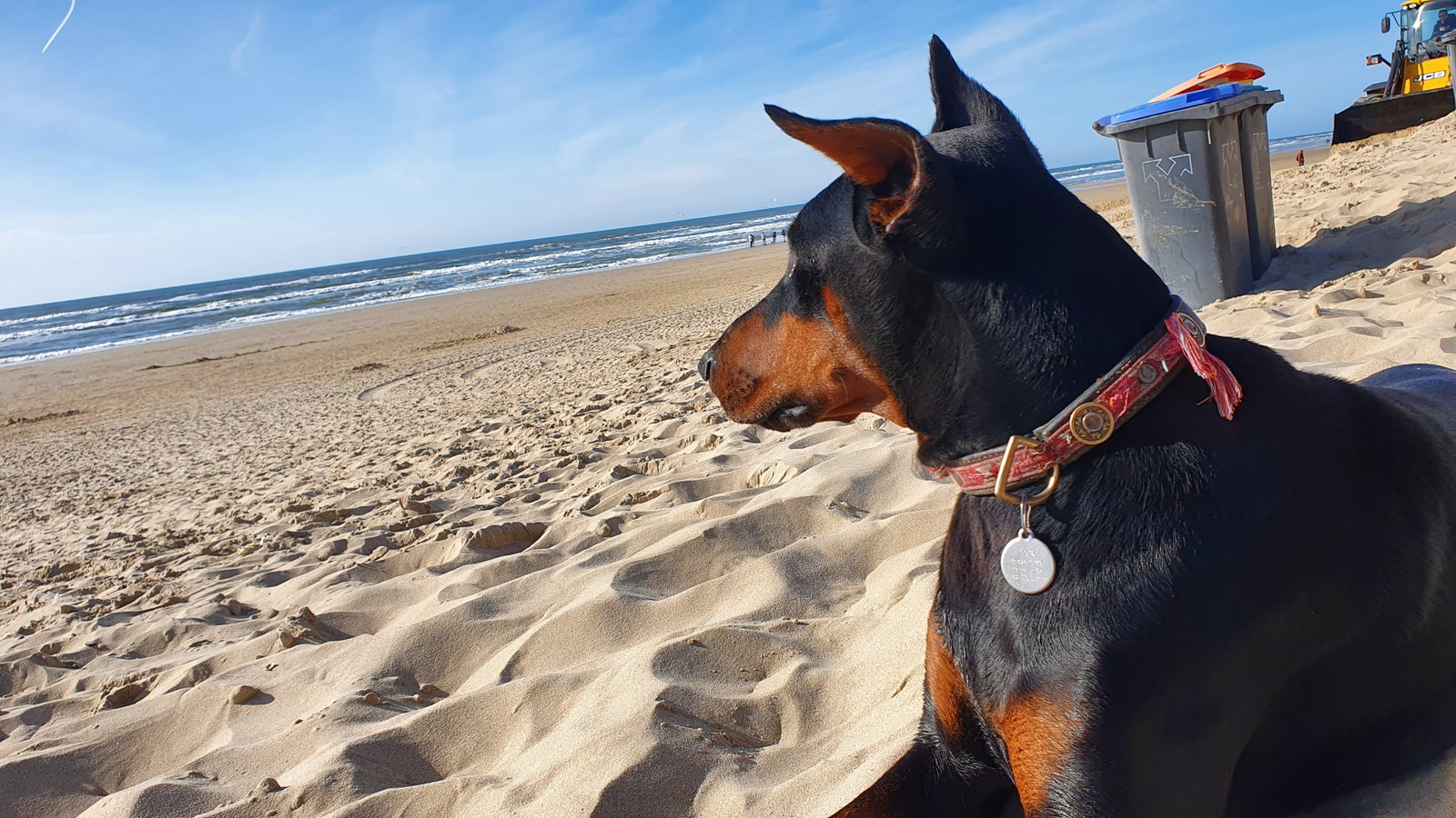 Engele, pet sitter in Bergen, photo 2