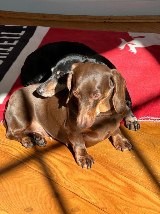 Olivia, Tiersitter in Berlin, Foto 1
